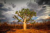 Boab or Australian baobab tree (Adansonia gregorii) in burnt brushland, Western Australia.