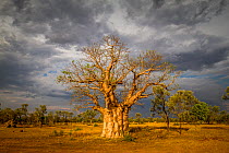 Boab or Australian Baobab tree (Adansonia gregorii) , Western Australia.