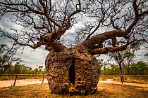 Boab or Australian Baobab tree (Adansonia gregorii) the 'prison tree' used as a prison for aboriginal people on their way to sentencing, 1800s.  Derby, Western Australia.