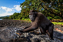 Celebes crested macaque / black macaque (Macaca nigra) feeding on charcoal in a firepit, possibly for self medication.Tangkoko, Sulawesi, Indonesia.