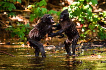Celebes crested macaque / black macaque (Macaca nigra) two juveniles play together in a river. Tangkoko, Sulawesi, Indonesia. Small repro only