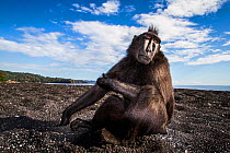 Celebes crested macaque / black macaque (Macaca nigra) large adult male. Tangkoko, Sulawesi, Indonesia.