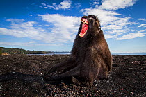 Celebes crested macaque / black macaque (Macaca nigra) large adult male yawning on  beach, Tangkoko, Sulawesi, Indonesia.