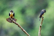 Black-thighed falconet (Microhierax fringillarius) male female pair with female fanning her feathers,  Malaysia.