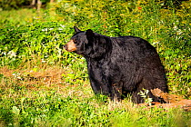 Black bear (Ursus americanus), preparing for hibernation. Maine, USA