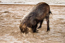 Bearded Pig (Sus barbatus) digging for crabs. Borneo