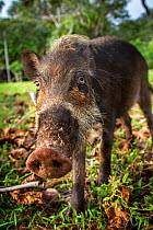 Bearded Pig (Sus barbatus) portrait, Borneo