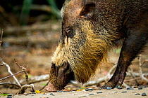 Bearded Pig (Sus barbatus) foraging, Borneo