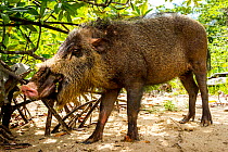 Bearded Pig (Sus barbatus) feeding, Borneo