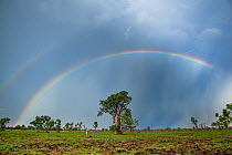 Double rainbow over a Boab tree or Australian Baobab (Adansonia gregorii) Western Australia, December 2013.