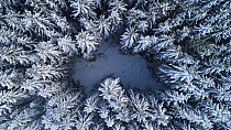 Aerial shot ascending from a coniferous forest in snow, Akershus, Norway, January 2018.