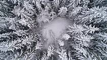 Aerial shot of a coniferous forest after heavy snowfall, camera ascends into fog, Akershus, Norway, January 2018.