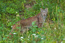 Canada Lynx (Lynx canadensis) walking through a mountain meadow in the evening. Manning Provincial Park, British Columbia, Canada.  July .