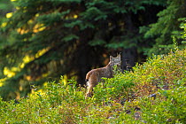 Canada lynx (Lynx canadensis) walking through a mountain meadow, Manning Provincial Park, British Columbia, Canada.  July.