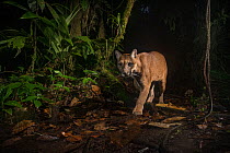 Puma (Puma concolor)  in Choco rainforest, Ecuador.
