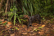 Jaguarundi (Puma yagouaroundi) Choco rainforest, Ecuador.