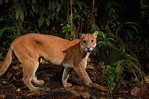 Puma (Puma concolor)  in Choco rainforest, Ecuador.
