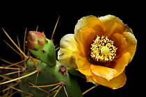 Prickly pear (Opuntia sp) cactus in flower,  Cayo Romano, Cuba