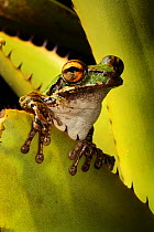 Cuban tree frog (Osteopilus septentrionalis) sitting inside Bromeliad, Sierra Maestra National Park, Cuba.
