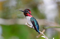 Bee hummingbird (Melisuga helenae) Guanacahabibes National Park, Cuba.