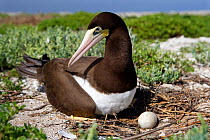 Brown booby (Sula leucogaster) on nest with eggs, Pedro Bank, Jamaica.