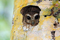 Cuban bare-legged owl (Margarobyas lawrencii) in nest hole, Cienaga de Zapata Biosphere Reserve, Cuba.