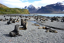 Antarctic fur seal (Arctocephalus gazella) colony on the beach.  Fortuna Bay, South Georgia. January.