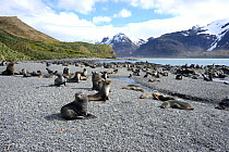 Antarctic fur seal (Arctocephalus gazella) colony on the beach.  Fortuna Bay, South Georgia. January.