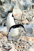 Chinstrap Penguins  (Pygoscelis antarcticus) adults with large fluffy chicks. Hydrurga Rocks, near Cuverville Island.  Antarctic Peninsula. January.