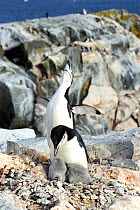 Chinstrap penguins  (Pygoscelis antarcticus) adults with  large fluffy chicks. Hydrurga Rocks.  Near Cuverville Island.  Antarctic Peninsula. January.