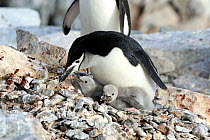 Chinstrap Penguins  (Pygoscelis antarcticus) adults with large fluffy chicks. one picking up stones. Hydrurga Rocks. Near Cuverville Island.  Antarctic Peninsula. January.