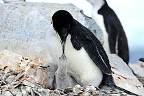 Chinstrap penguins (Pygoscelis antarcticus) adults feeding large fluffy chicks. Hydrurga Rocks, near Cuverville Island.  Antarctic Peninsula.