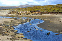 Speckled teal (Anas flavirostris) in stream, Saunders Island.  Falkland Islands. January