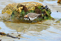 Banded plover (Charadrius falklandicus) two feeding on a mudflat. Port Stanley, Falkland Islands. January.