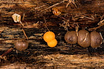 Wolf's Milk, Plasmodial slime mould, (Lycogala terrestre), brown phase and orange phase, on dead ash, Ancient Semi-natural Woodland, Herefordshire Plateau, England.