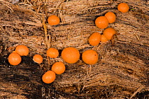Wolf's Milk, Plasmodial slime mould, (Lycogala terrestre), orange phase, on dead ash, Ancient Semi-natural Woodland, Herefordshire Plateau, England.