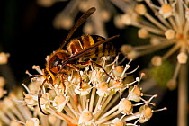 Male European Hornet, (Vespa crabro), on Japanese Aralia/False Castor Oil Plant (Fatsia japonica) garden, Herefordshire Plateau, England.