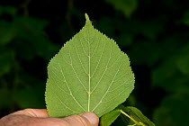 Small-leaved lime (Tilia cordata) leaf showing pale brown tufted hairs on the underside of the leaf in the vein axils, ancient semi-natural woodland, Herefordshire Plateau, England, UK, May.