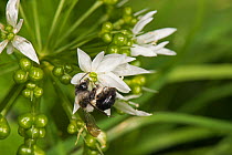 Ashy Mining Bee (Andrena cineraria), on Wild Garlic (Allium ursinum), ancient semi-natural woodland, Malvern Hills, Worcestershire, England, UK, May.