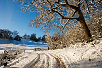 Snow scene from Lower Brockhampton, with Sessile Oak (Quercus petrea)  track and farm gate, Herefordshire, England, UK, December.