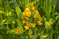 Yellow loosestrife (Lysimachia vulgaris), among Common Reed (Phragmites australis), Het Goor Asbroek, Belgium, June.