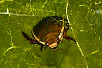 Head on view of Diving beetle (Cybister lateralimarginalis) resting among Bladderwort (Utricularia sp.) captive conditons, Belgium.