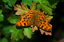 Comma butterfly (Polygonia c-album) basking on Field maple (Acer campestre) leaves, lane-side hedgerow, Worcestershire, England, UK, July.