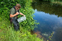 Environment Agency Fisheries Officer releasing Minnow traps from an irrigation pool, during national programme to eradicate Topmouth Gudgeon, Herefordshire, England, UK, July 2017.
