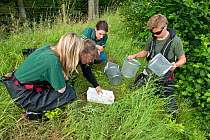Environment Agency Fishery and Biodiversity Officers observing Minnow trap catch from an irrigation pool, during national programme to eradicate Topmouth Gudgeon, Herefordshire, England, UK, July 2017...