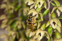 Tree wasp (Dolichovespula sylvestris) male pollinating Broad-leaved Helleborine, Herefordshire, England.