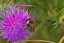 Brown Banded Carder Bee (Bombus humilis) on Spear Thistle (Cirsium vulgare), Worcestershire, England, UK, July.