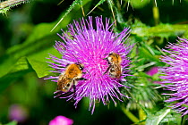 Common Carder Bees (Bombus pascuorum) on Spear Thistle (Cirsium vulgare), Herefordshire Plateau, England, UK, July.