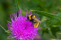 Male Field Cuckoo Bumblebee (Bombus campestris) on Spear Thistle (Cirsium vulgare), Herefordshire Plateau, England, UK, August.