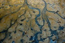 Anoxic mud with Cynobacteria and rivulets of black anoxic bacteria on the edge of Upton Warren saline flash pool, Worcestershire, England, UK, August.